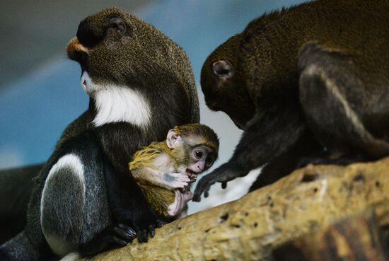 Primates family addition in Novosibirsk zoo