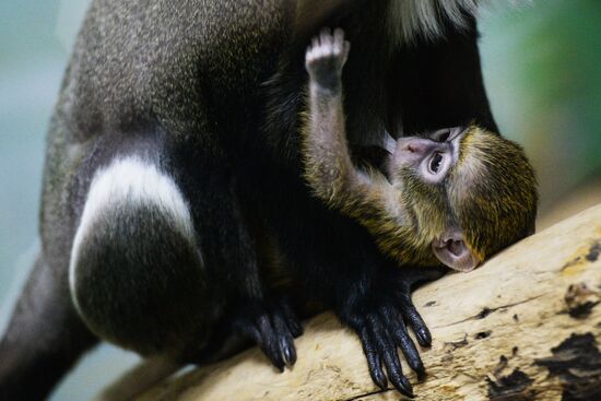Primates family addition in Novosibirsk zoo