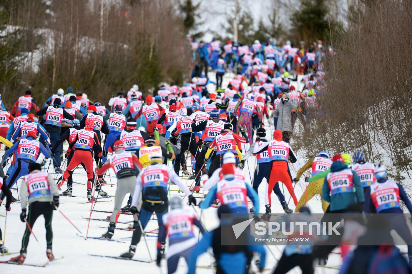 Cross-country skiing. Dyomino marathon