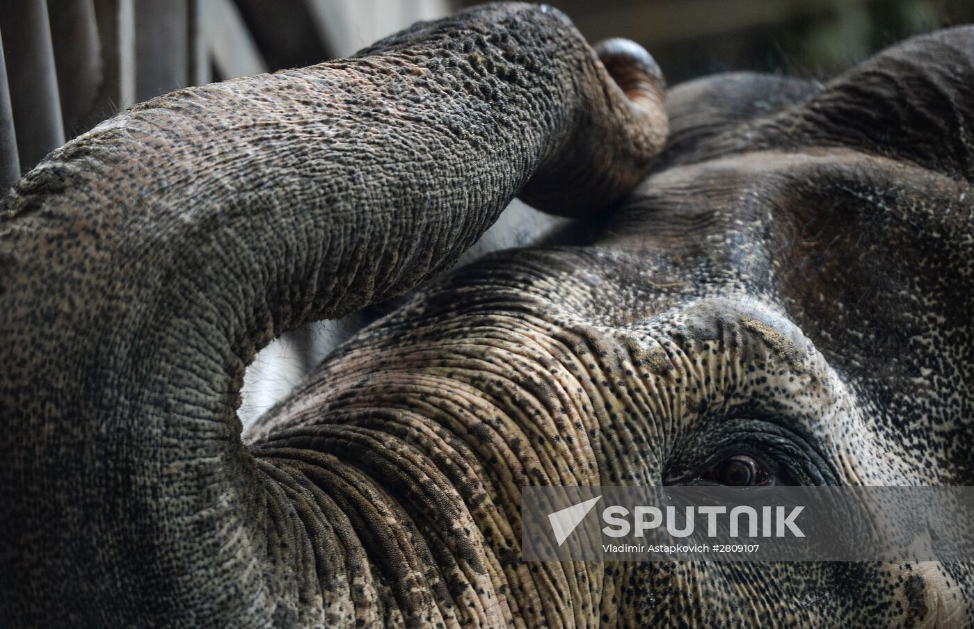 Elephant Museum opens at Moscow Zoo