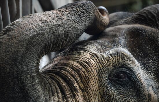 Elephant Museum opens at Moscow Zoo