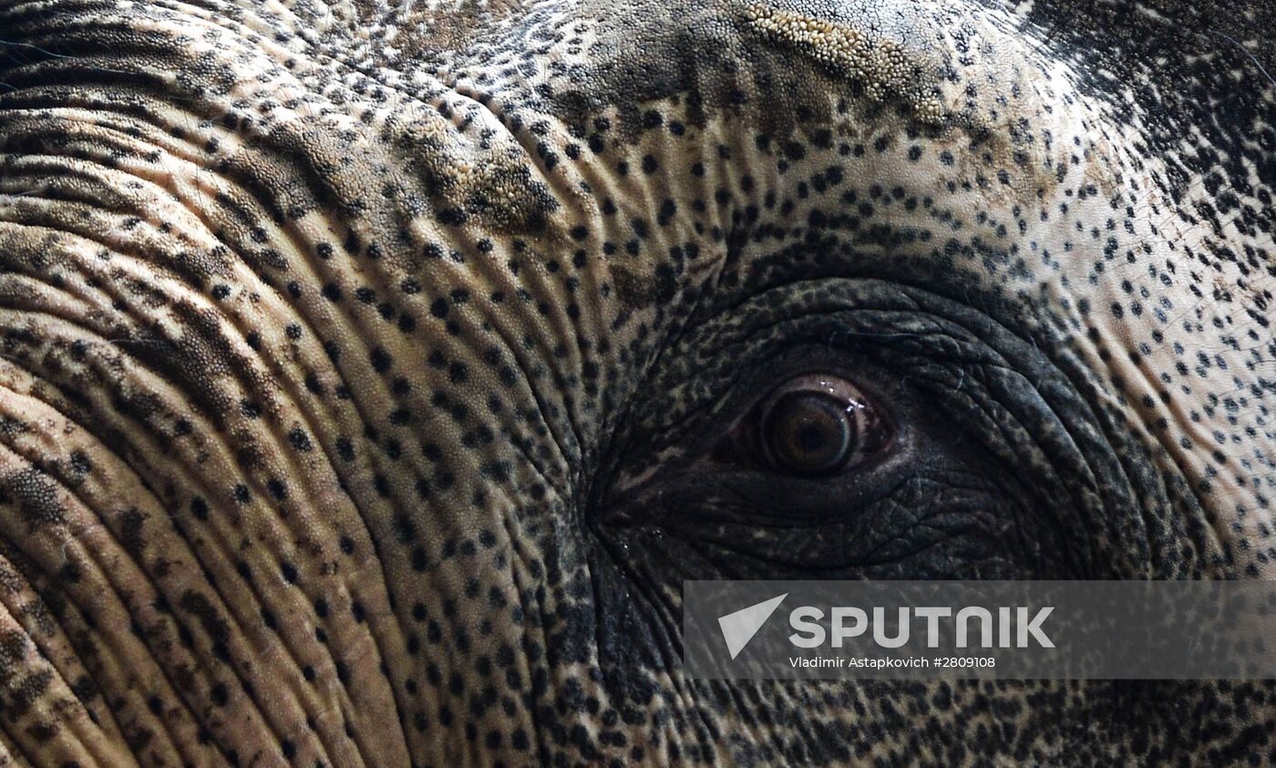 Elephant Museum opens at Moscow Zoo