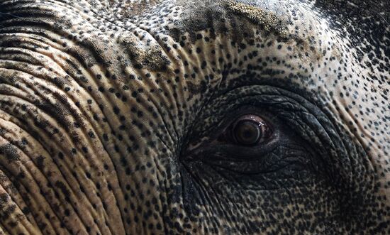 Elephant Museum opens at Moscow Zoo