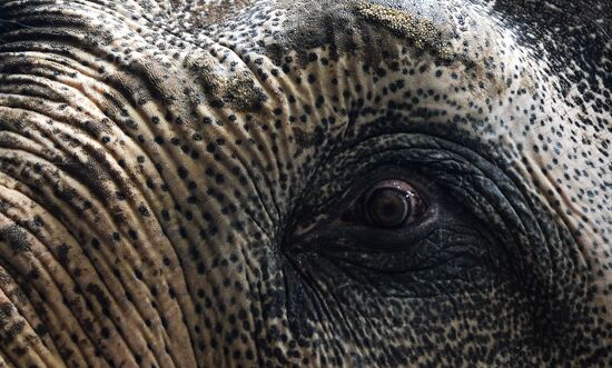 Elephant Museum opens at Moscow Zoo