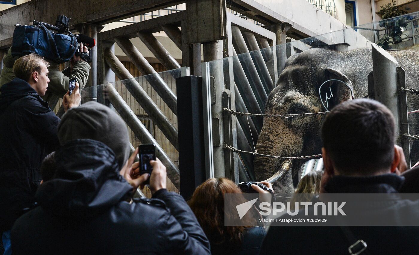 Elephant Museum opens at Moscow Zoo