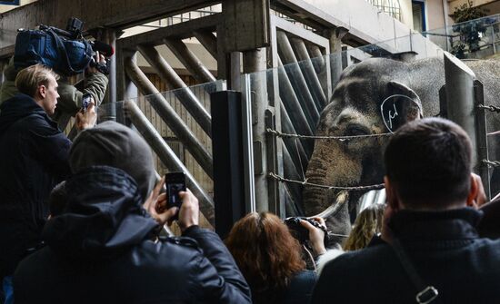 Elephant Museum opens at Moscow Zoo