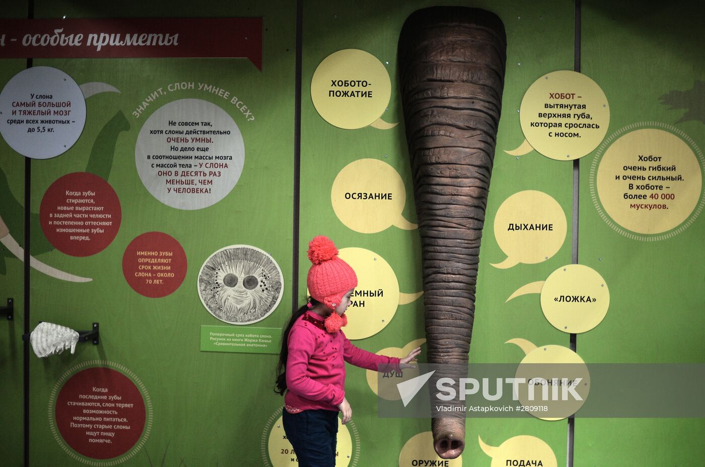 Elephant Museum opens at Moscow Zoo