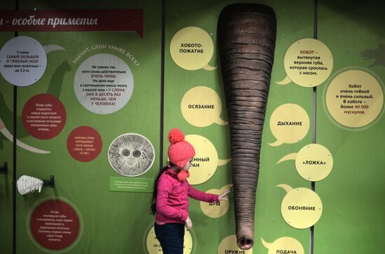 Elephant Museum opens at Moscow Zoo