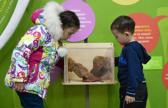 Elephant Museum opens at Moscow Zoo