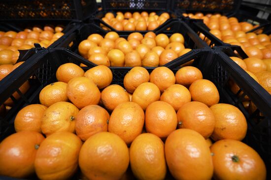 Syrian vegetable and fruit sold in Moscow