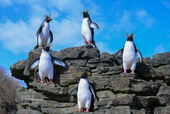 Oceanarium on Russky Island