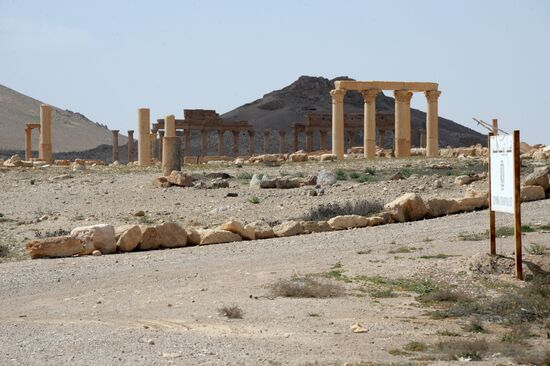 Historic site in Palmyra destroyed in military operations