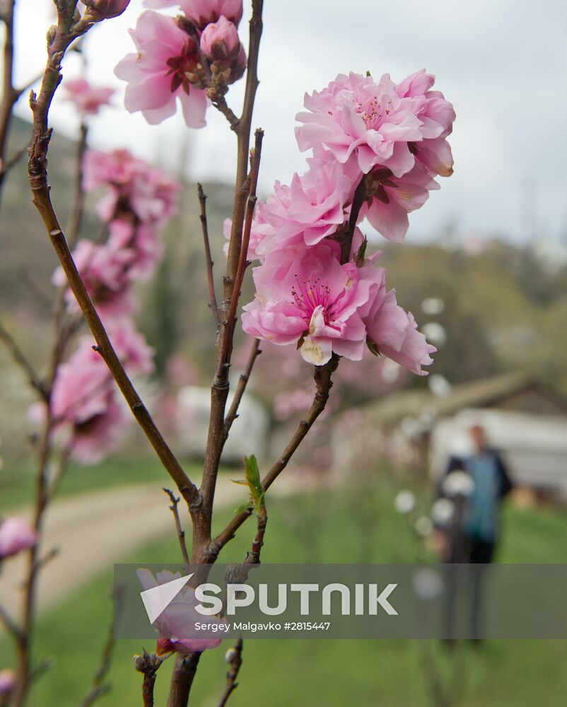 Nikitsky Botanical Gardens