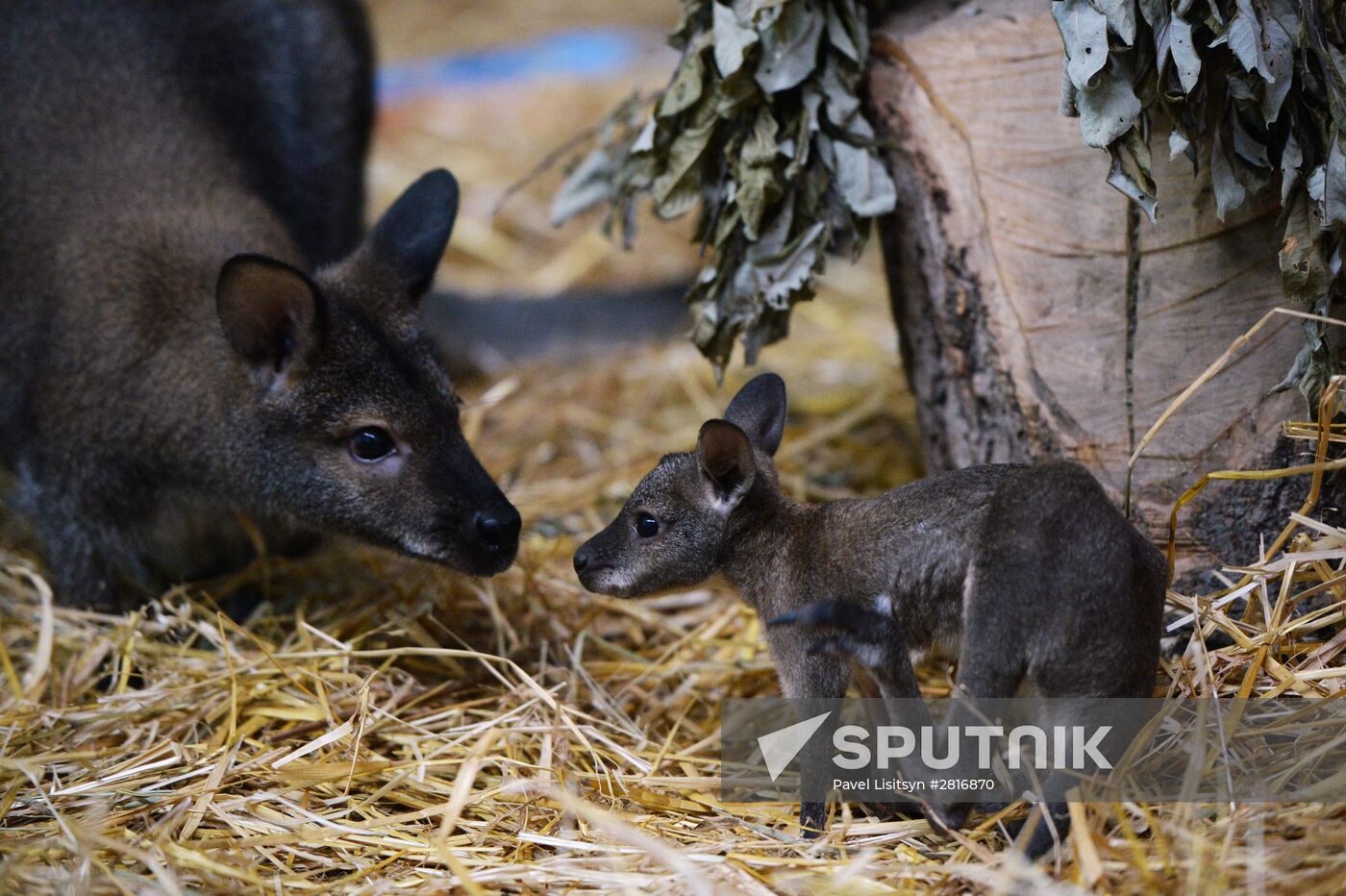 New addition to family of tree-kangaroos in Yekaterinburg Zoo