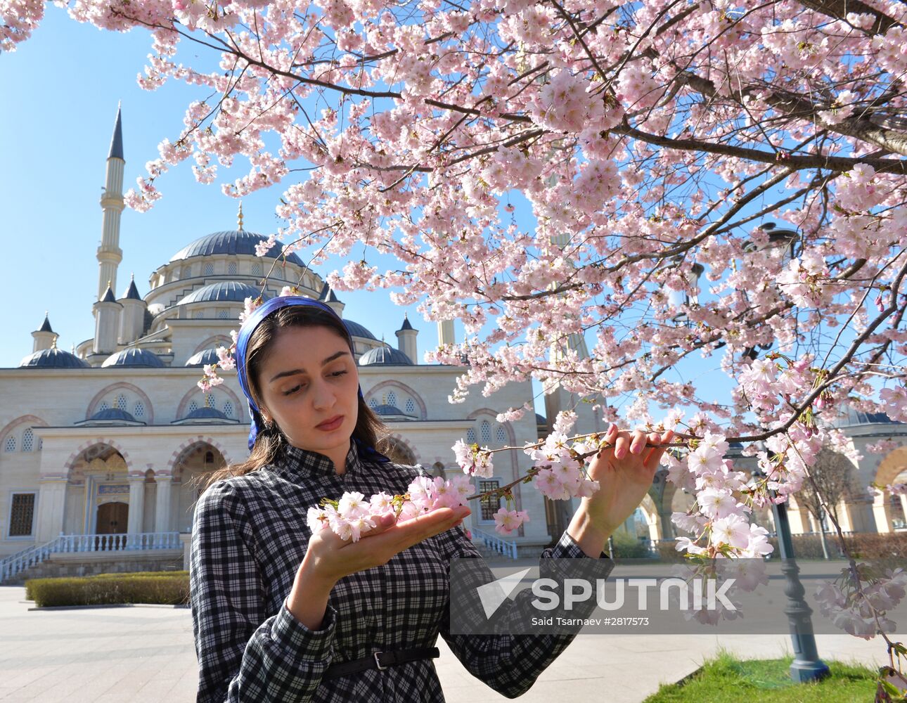 Cherry blossoms in Grozny