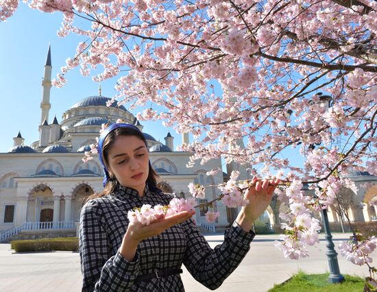 Cherry blossoms in Grozny