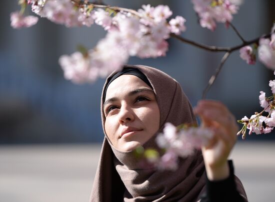 Sakura blossoms in Grozny
