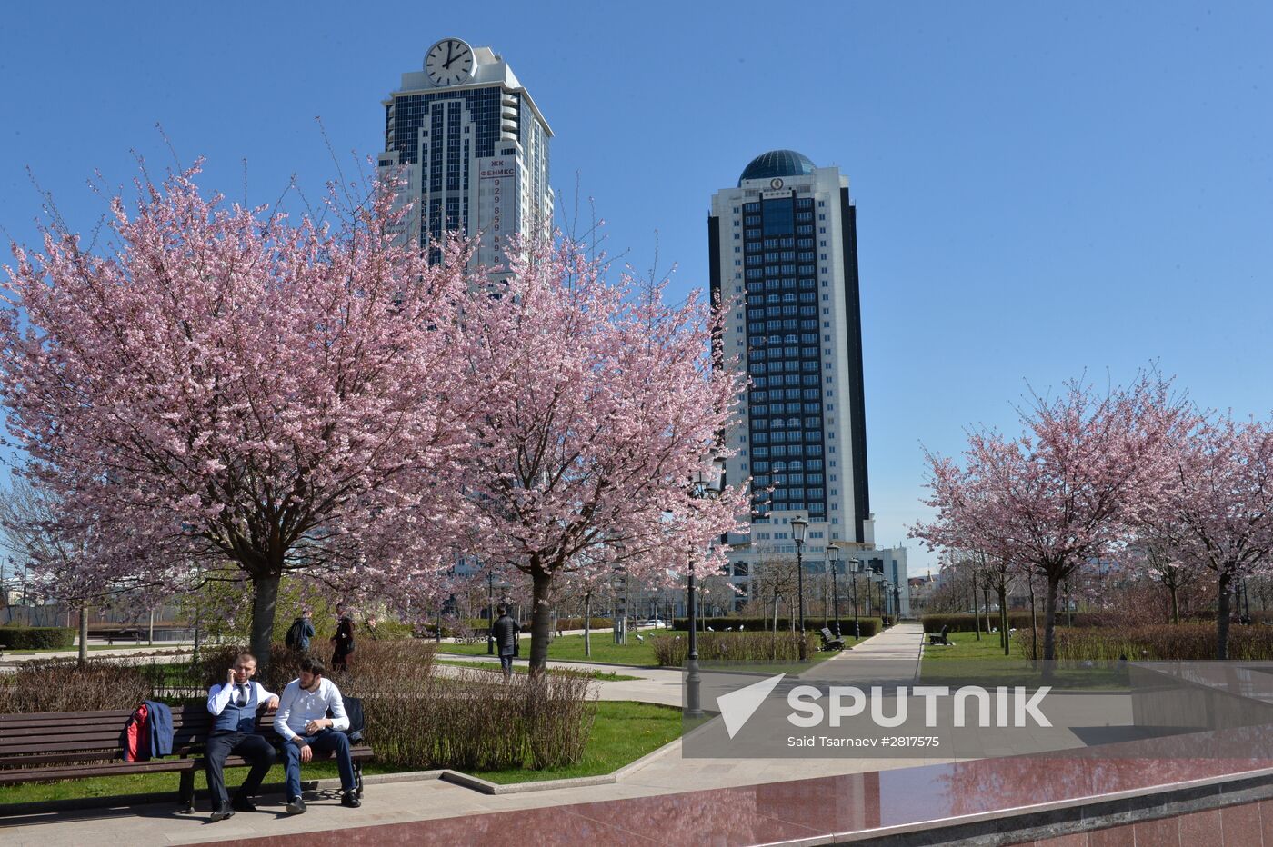 Cherry blossoms in Grozny