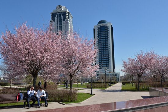 Cherry blossoms in Grozny