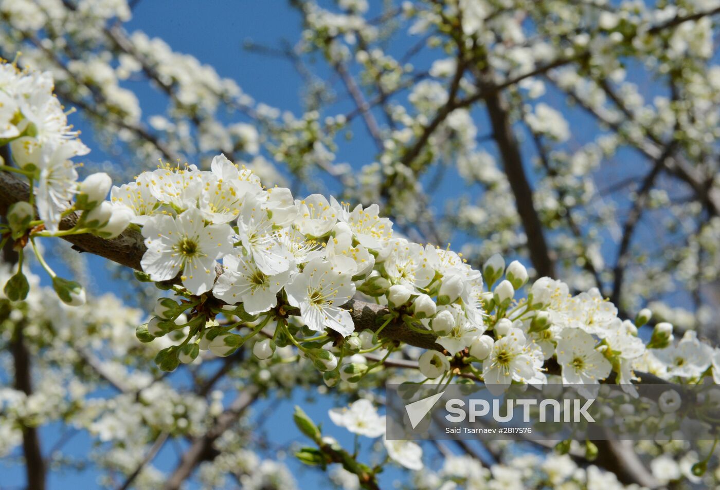 Cherry blossoms in Grozny
