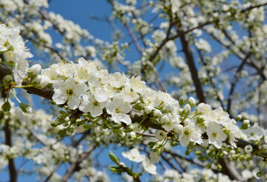 Cherry blossoms in Grozny