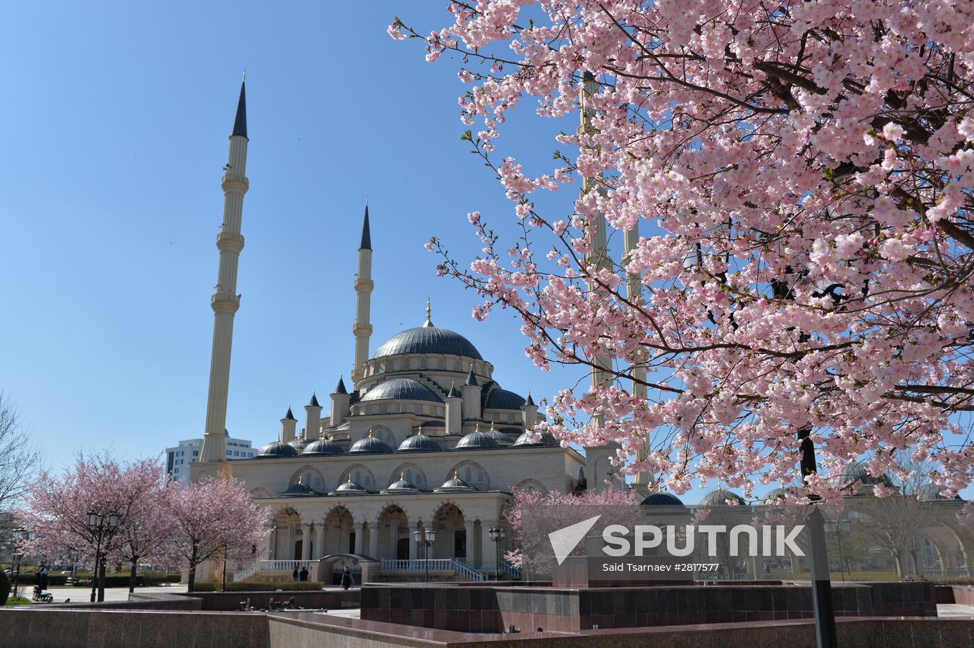 Cherry blossoms in Grozny