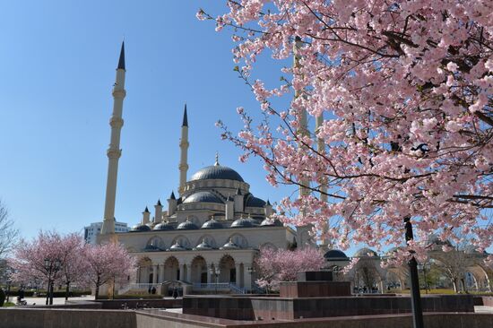 Cherry blossoms in Grozny