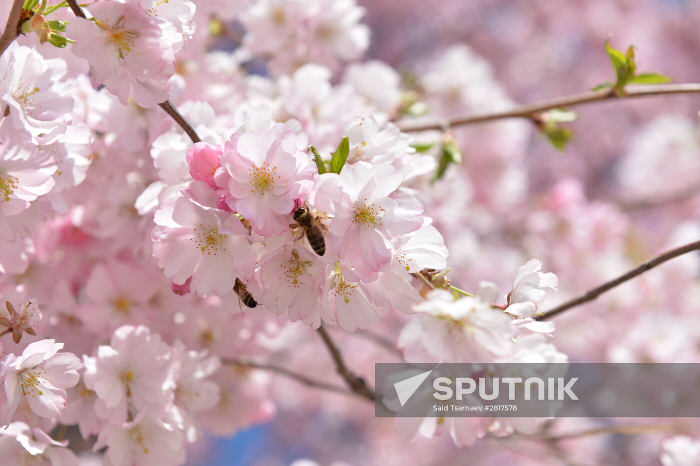 Cherry blossoms in Grozny