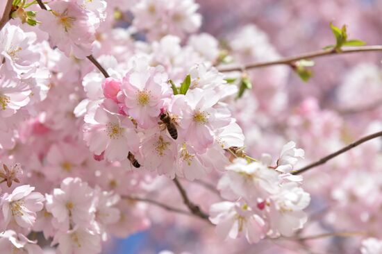 Cherry blossoms in Grozny