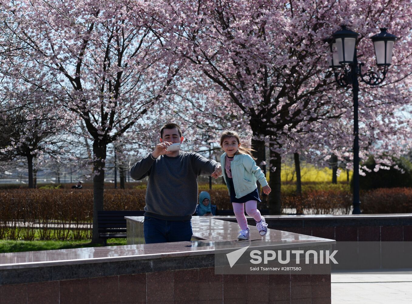Cherry blossoms in Grozny