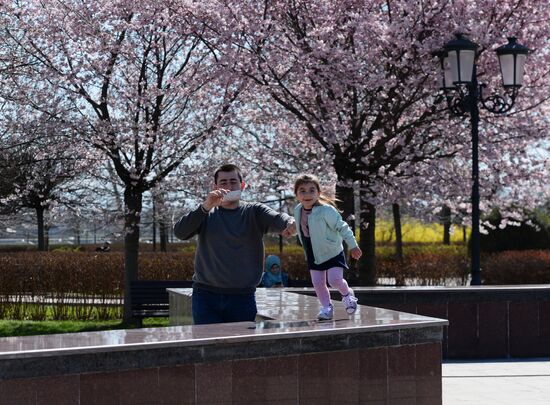Cherry blossoms in Grozny