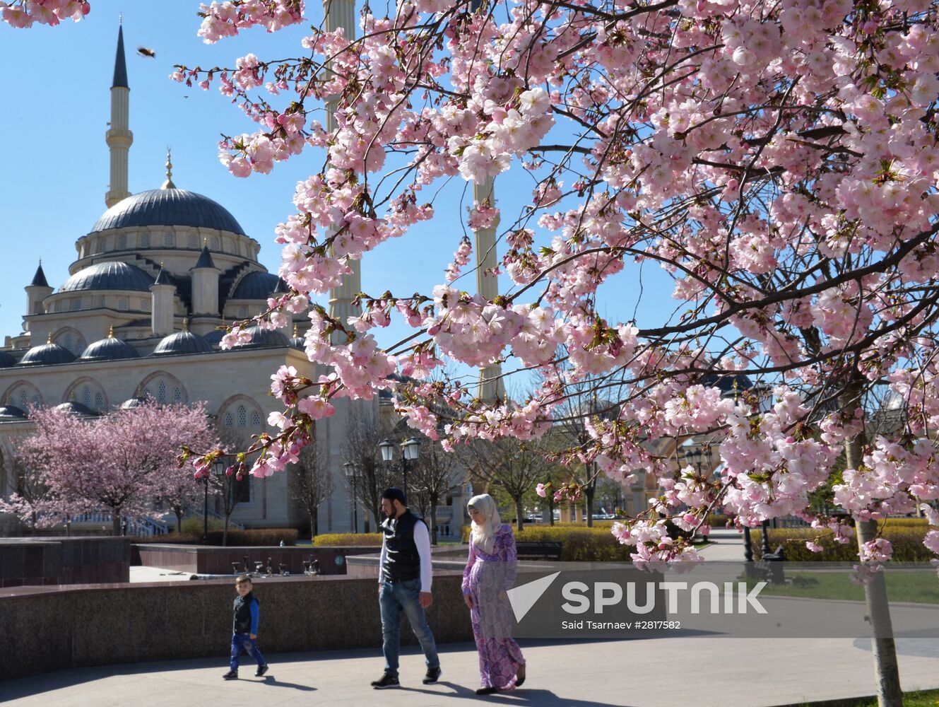Cherry blossoms in Grozny