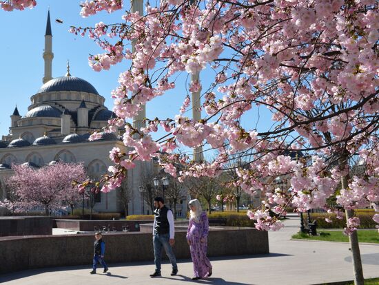 Cherry blossoms in Grozny