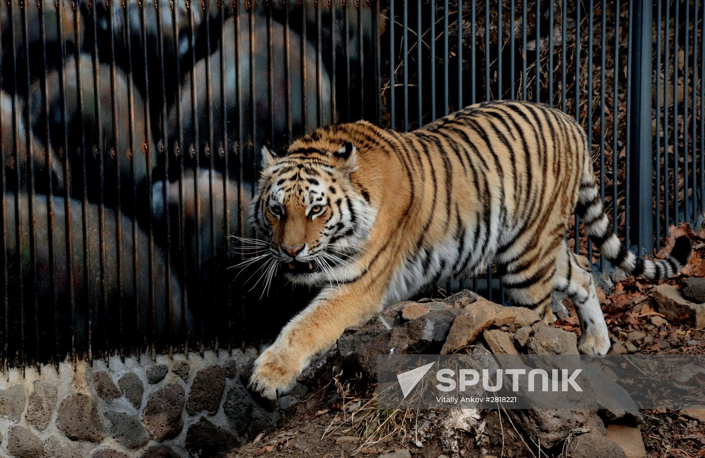 Amur the tiger celebrates birthday at Primorye safari park