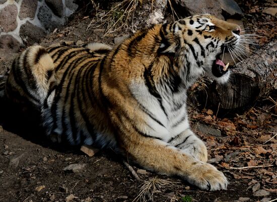 Amur the tiger celebrates birthday at Primorye safari park