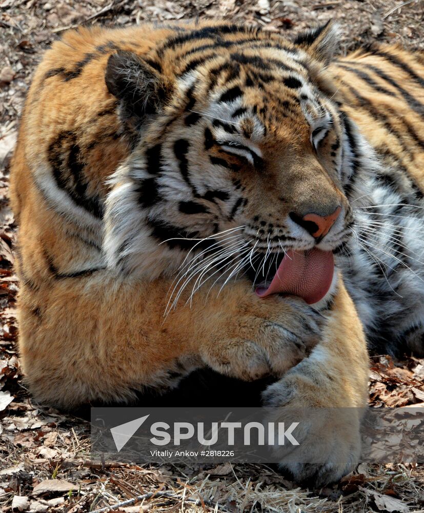 Amur the tiger celebrates birthdays at Primorye safari park