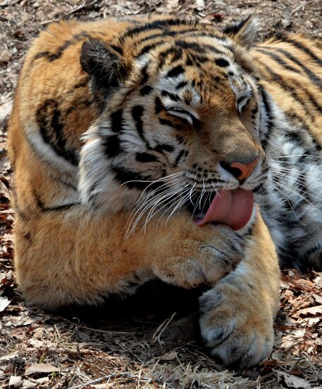 Amur the tiger celebrates birthdays at Primorye safari park