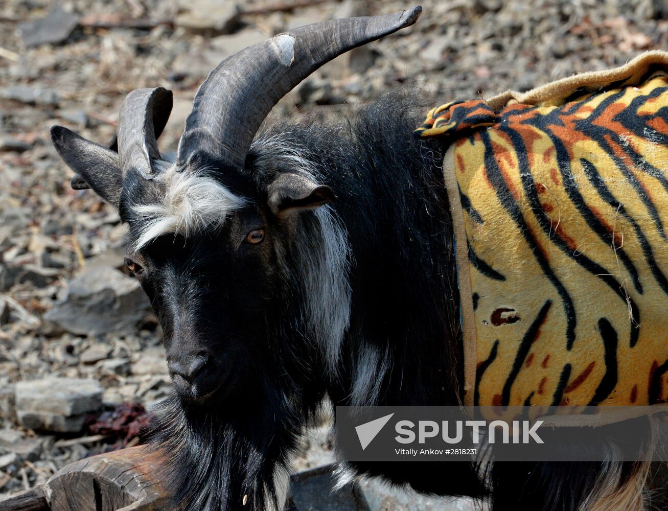 Amur the tiger celebrates birthday at Primorye safari park Help_triangle