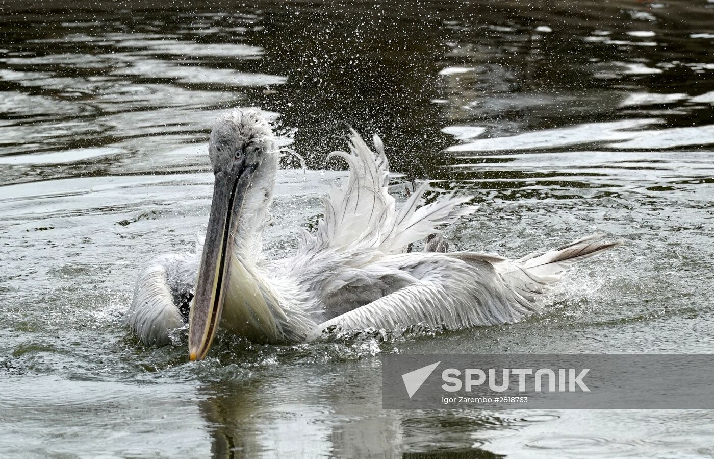 Bird Day at Kaliningrad Zoo
