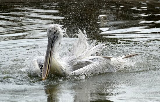 Bird Day at Kaliningrad Zoo