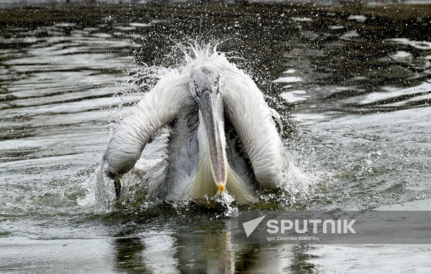 Bird Day at Kaliningrad Zoo