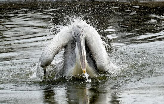 Bird Day at Kaliningrad Zoo