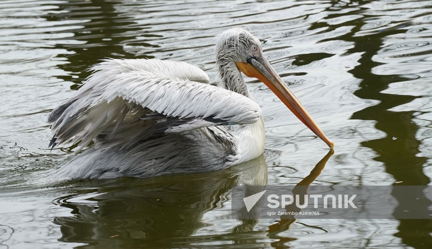 Bird Day at Kaliningrad Zoo