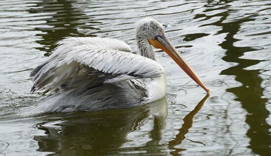 Bird Day at Kaliningrad Zoo