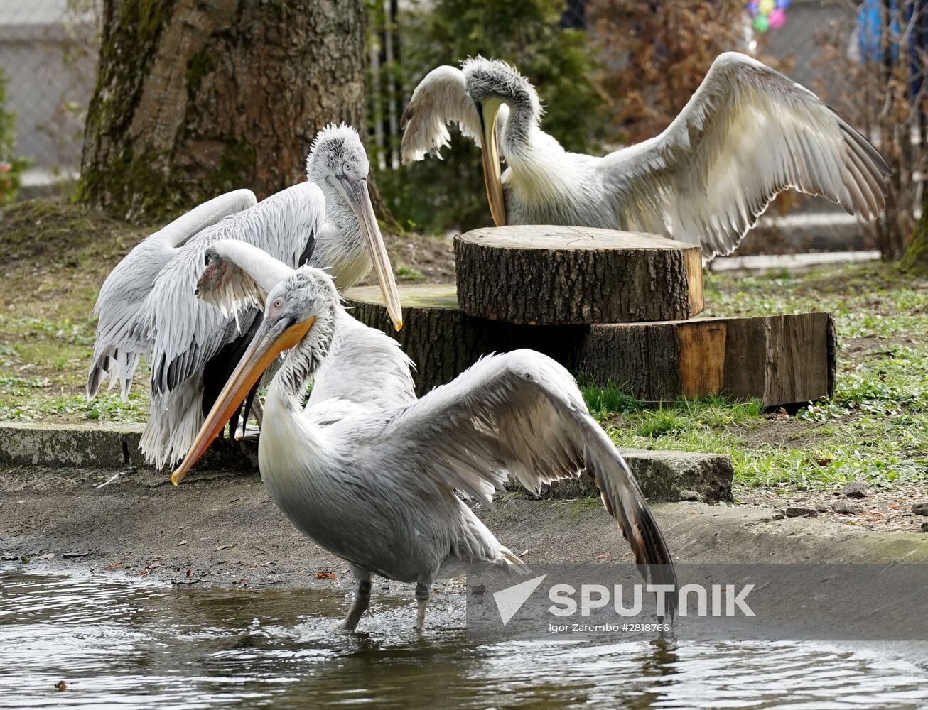 Bird Day at Kaliningrad Zoo