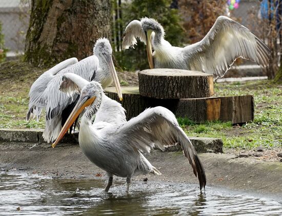 Bird Day at Kaliningrad Zoo