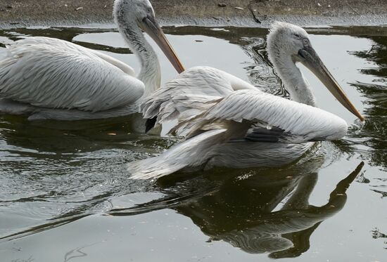Bird Day at Kaliningrad Zoo