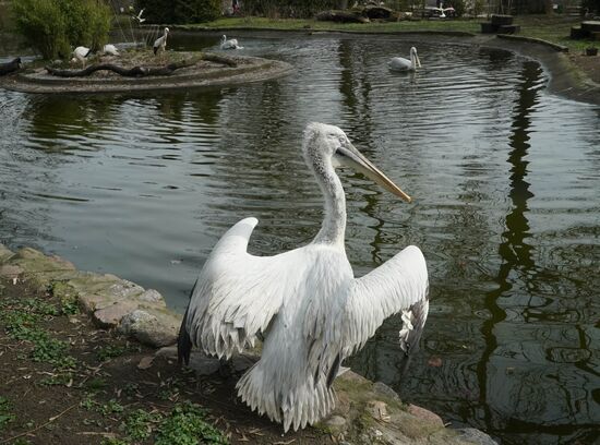 Bird Day at Kaliningrad Zoo