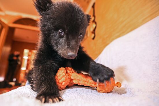 Bear cub left at animal shelter in Blagoveshchensk