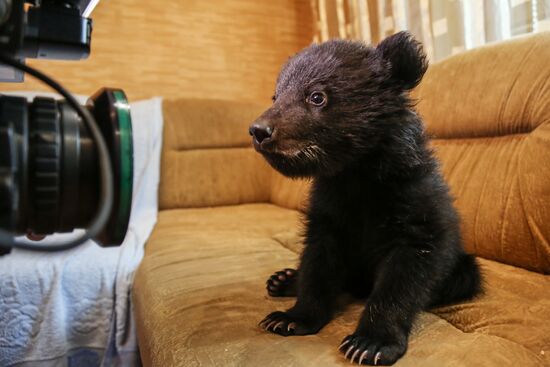 Bear cub left at animal shelter in Blagoveshchensk